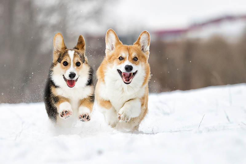 Welsh corgi dog running outdoors in the snow