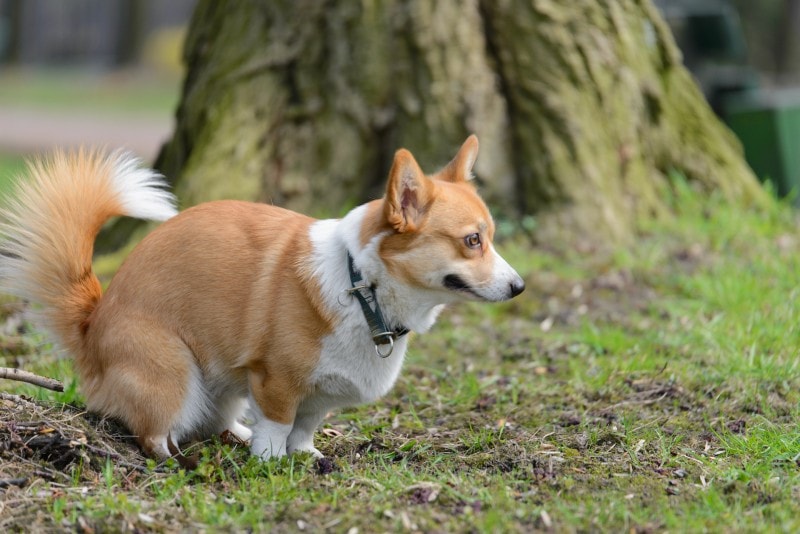 Welsh corgi pembroke dog making a poop in the park