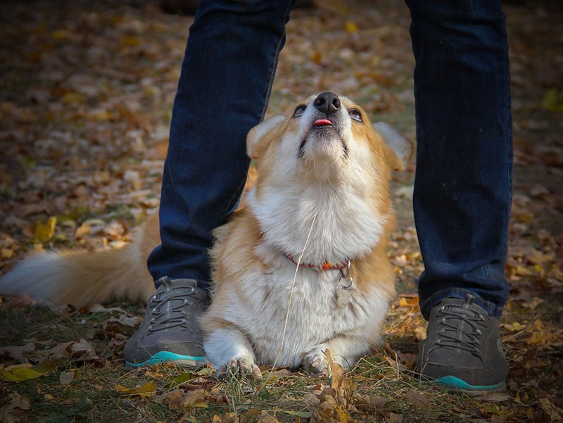 Welsh corgi pembroke looking at his owner