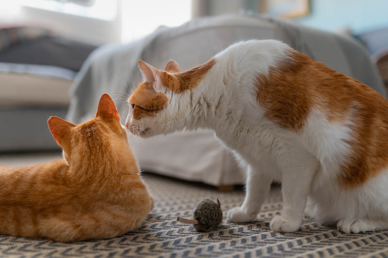 Con mèo trắng và nâu ngồi trên thảm lại gần con mèo nâu đang nằm để ngửi đầu nó