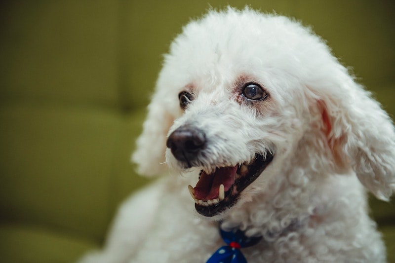 White poodle barking