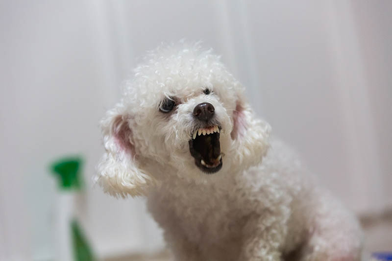 White small poodle's angry face