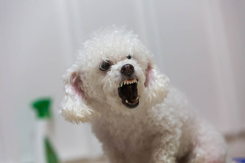 Can Poodles be aggressive?