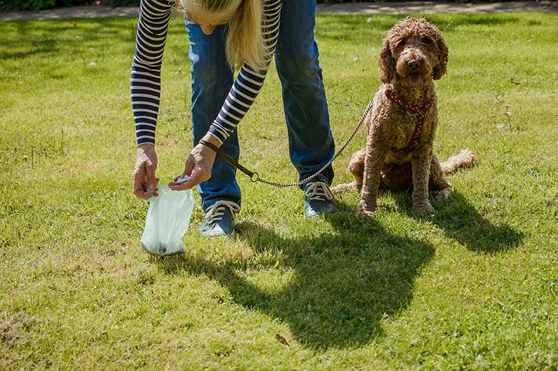 Woman cleaning up after her dog as she picks up his cockapoo dog poo