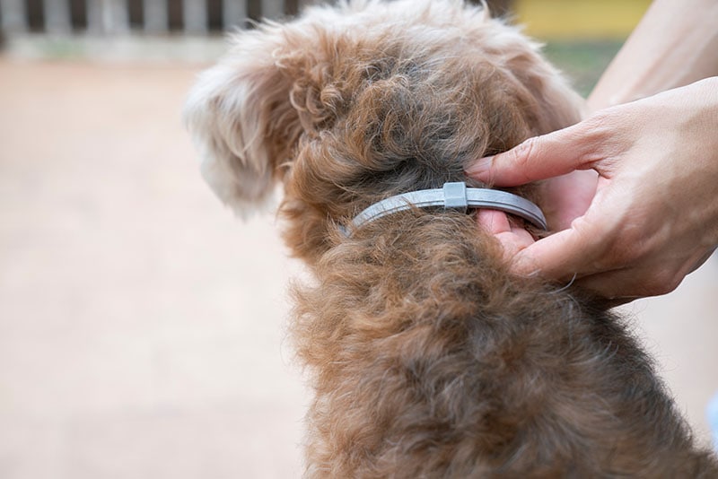 Can You Use Cat Flea Collars on Dogs? 2