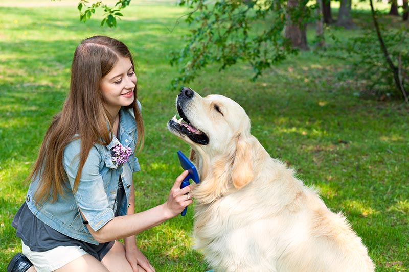 Young beautiful woman combing fur golden retriever dog