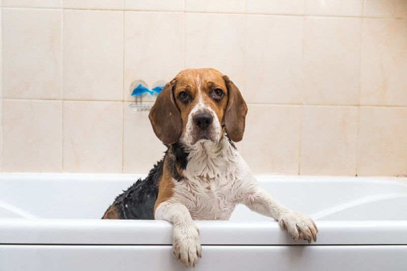 a beagle taking a bath in the tub