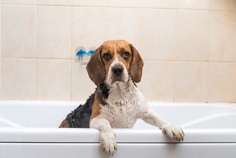 how many times a day does dog need bathroom