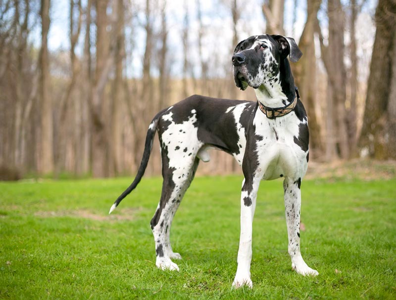 a black and white harlequin great dane dog standing outdoor