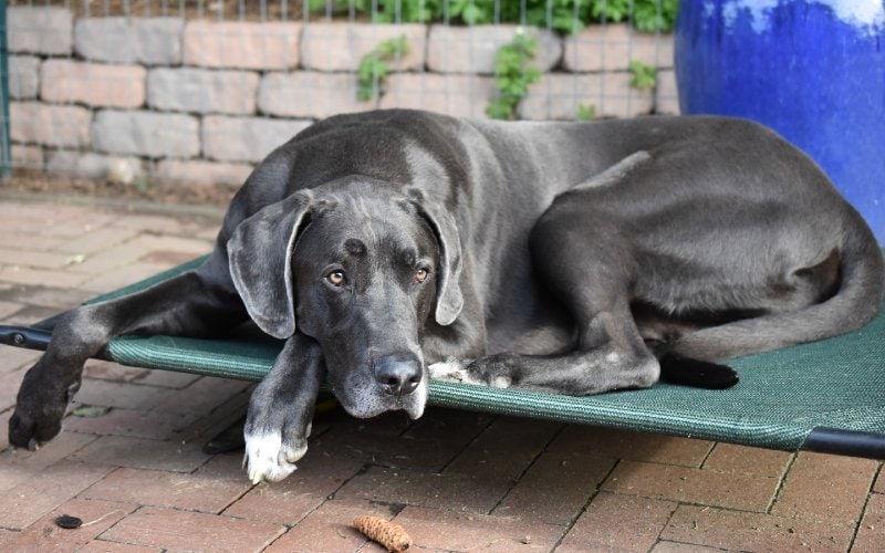 a black great dane lying on a dog bed