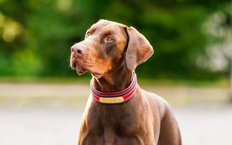 a brown doberman with a red dog collar