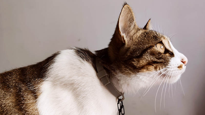 a cat wearing collar