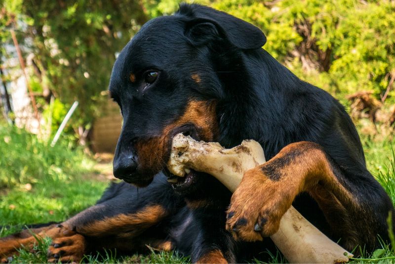 a doberman chewing on a bone outdoors