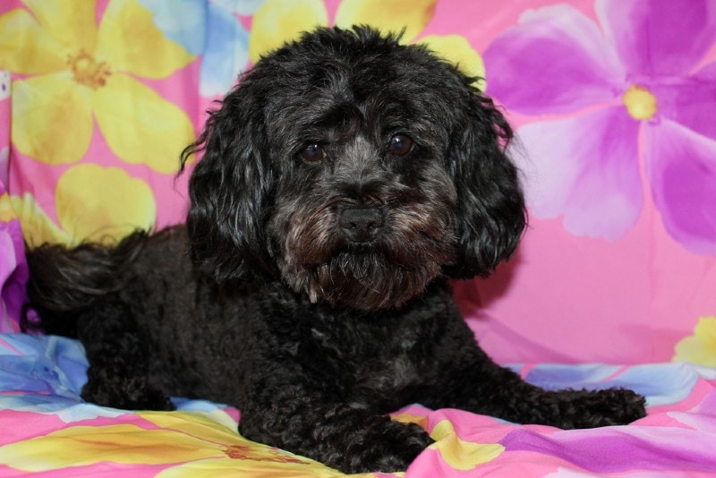 a female black maltipoo