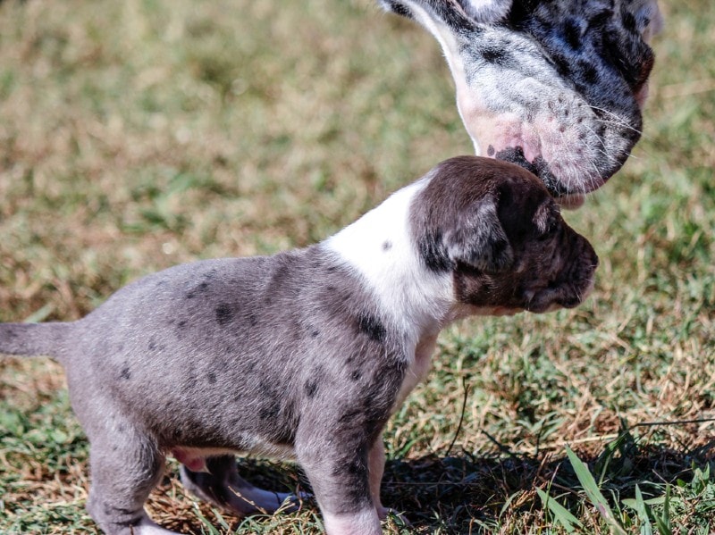 a great dane mother with her puppy outside