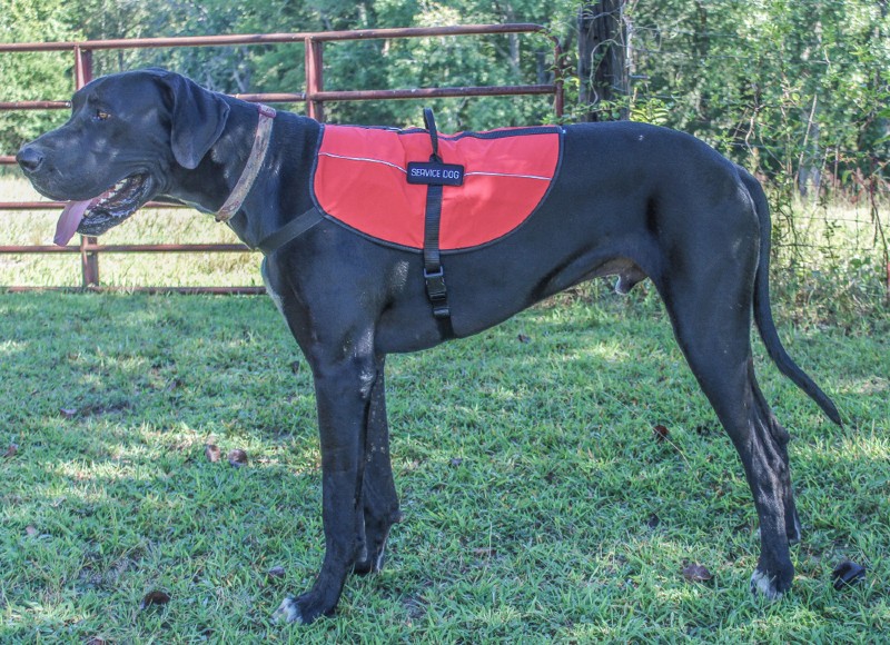 a great dane working as a service dog