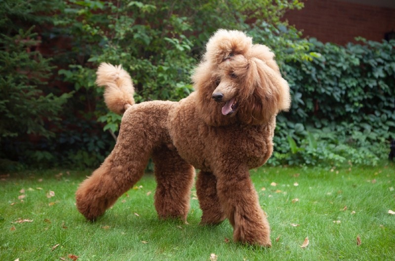 a happy red standard poodle on grass