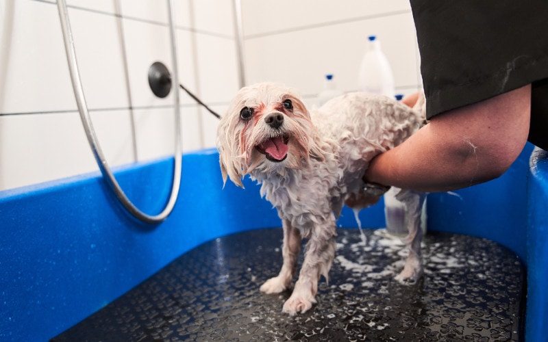a person giving a bath to a white Maltipoo dog