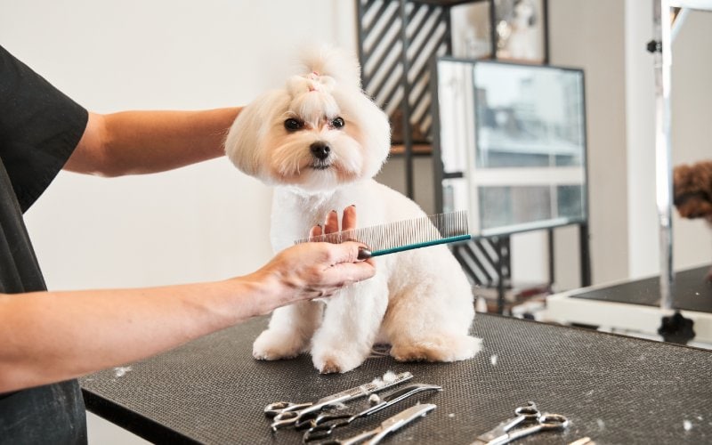 Best dog brush for sales maltipoo