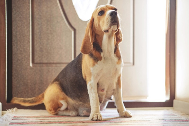 a pregnant beagle at home