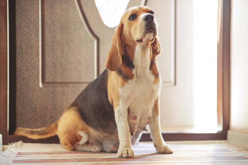 a pregnant beagle dog at home