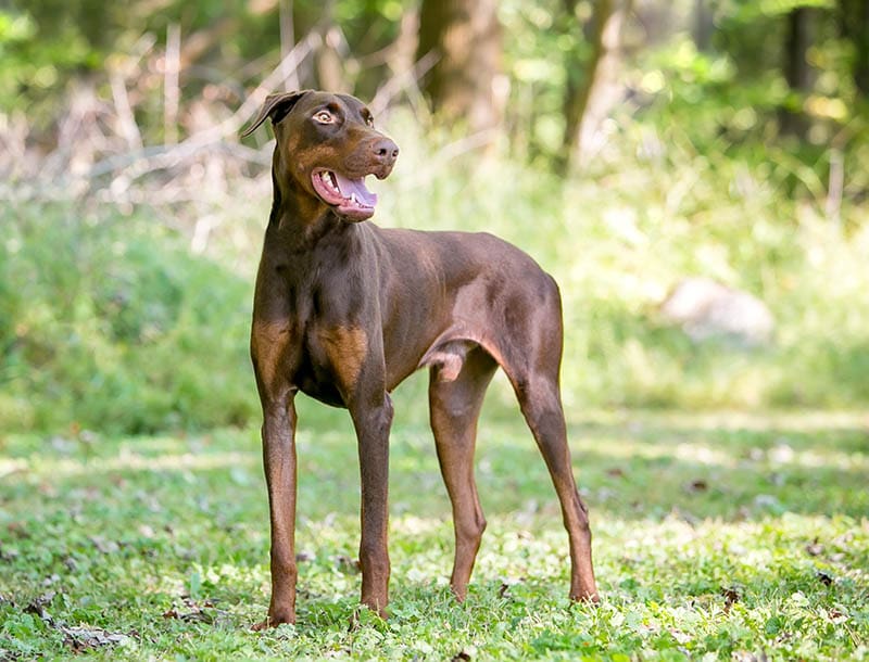 A red Doberman standing