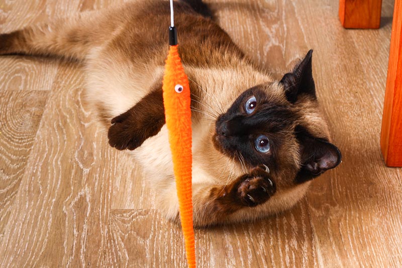 một con mèo xiêm chơi với đồ chơi đũa phép