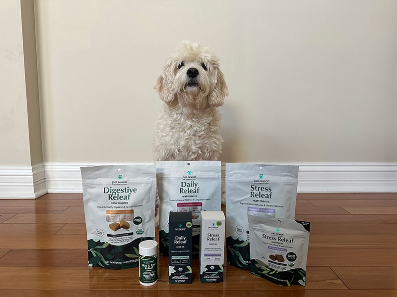 a white dog with pet releaf products