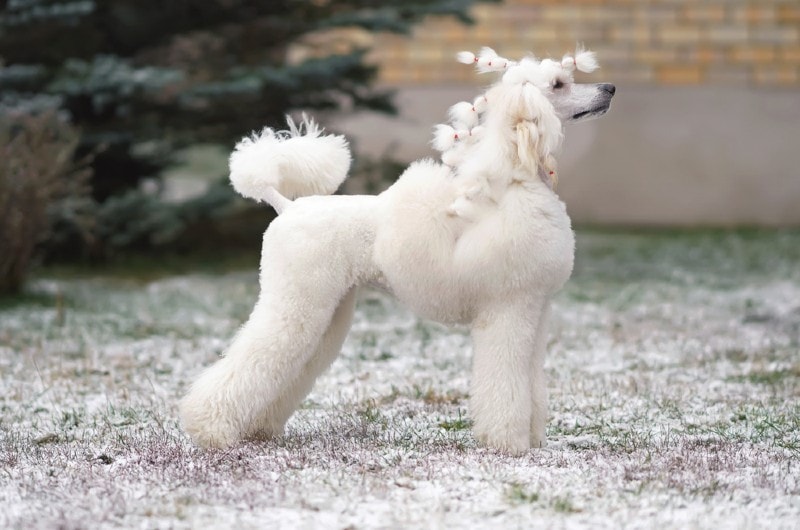 a white standard poodle with hair accessories