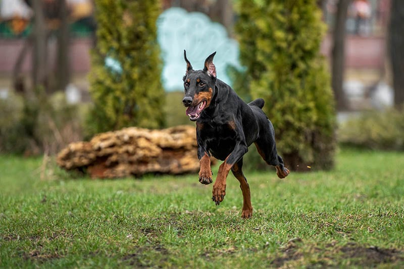 adult doberman running