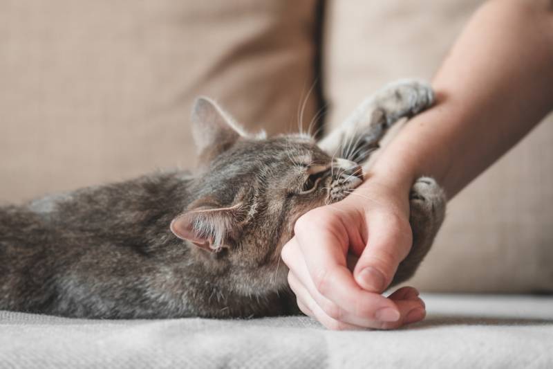 mèo xám hung dữ cắn tay chủ