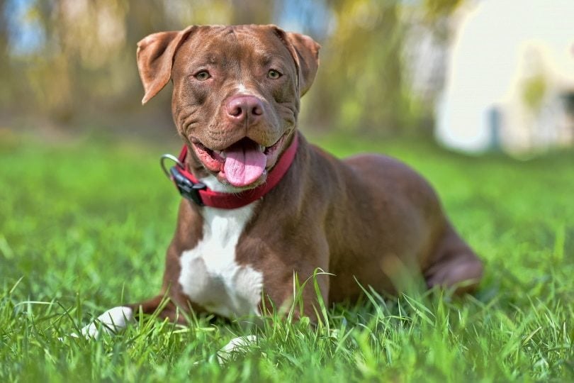 Why Pit Bulls Are Controversial - PetHelpful