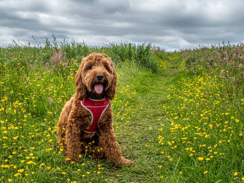 apricot cockapoo dog sitting on a path in a field of wild flowers
