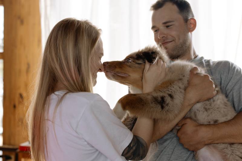 australian sheperd dog kissing female on nose while being carried by owner