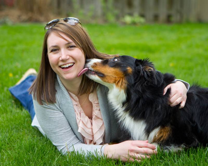 australian sheperd dog licking female owner