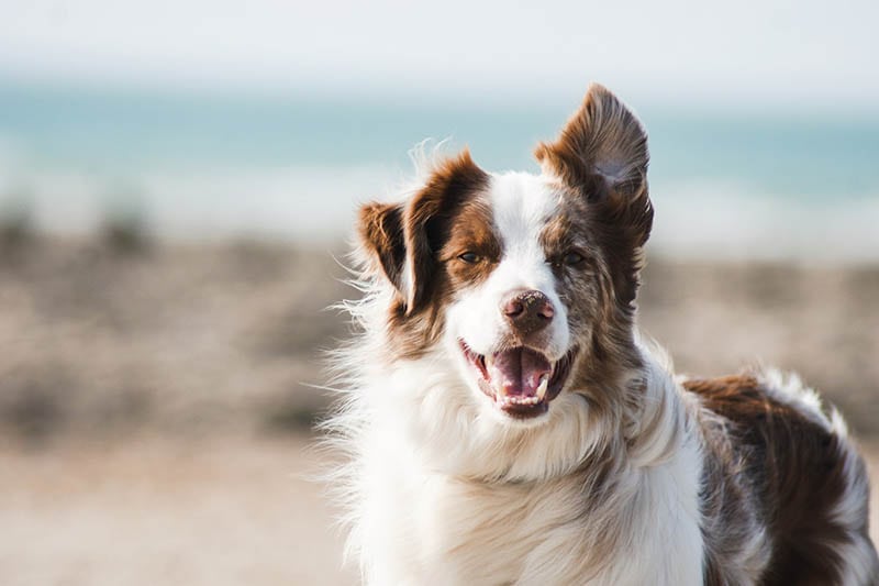 australian shepherd at the beach