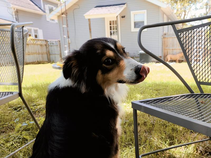 australian shepherd dog licking near table and chairs