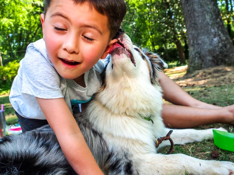 australian shepherd dog licking the owner's ear