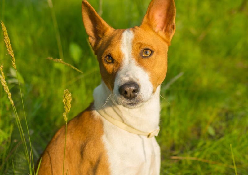 basenji dog lying outdoor