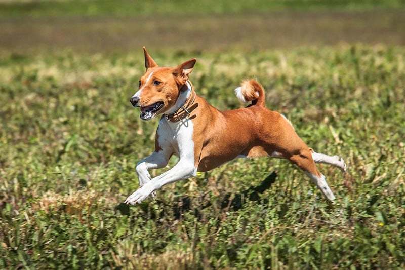 con chó basenji chạy ngoài trời