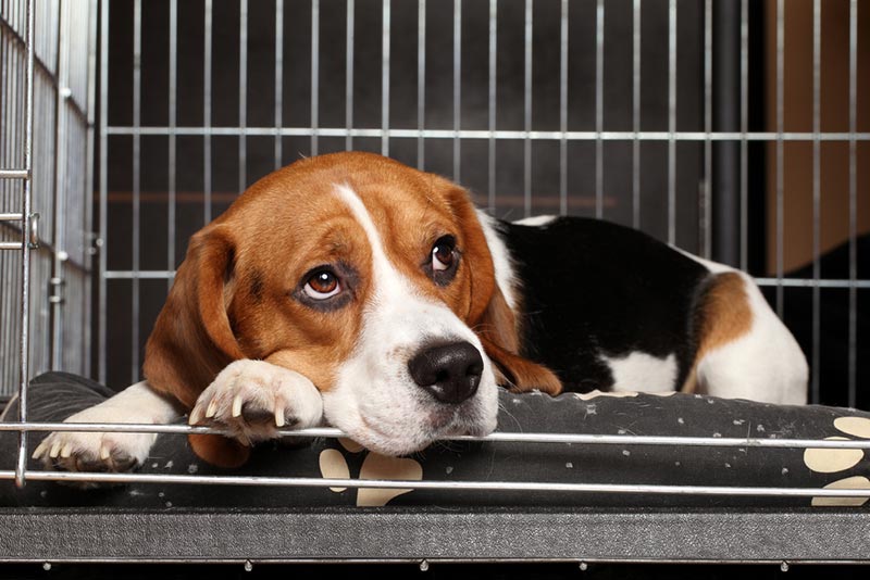 beagle dog lying in the cage