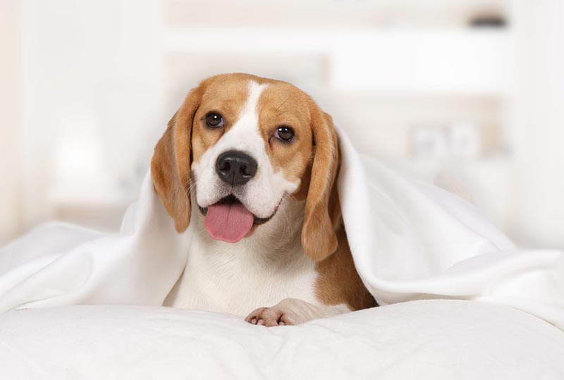 beagle dog lying on the bed covered with a blanket