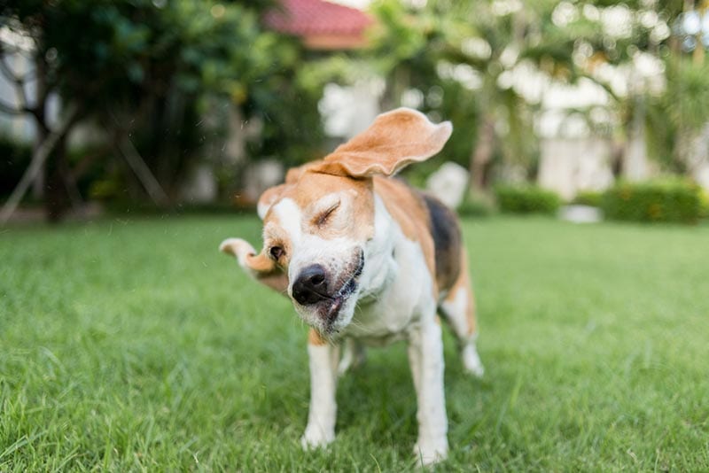 beagle dog shaking face on the lawn