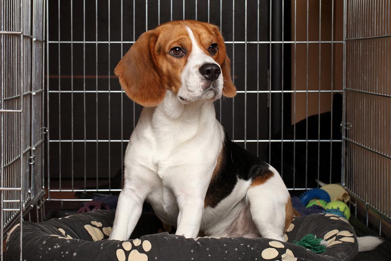 beagle dog sitting in a cage