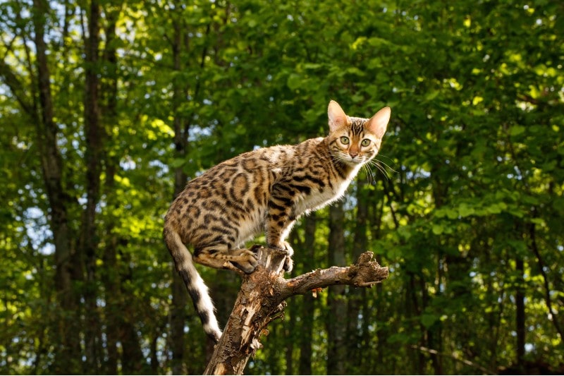 bengal cat sitting on a branch