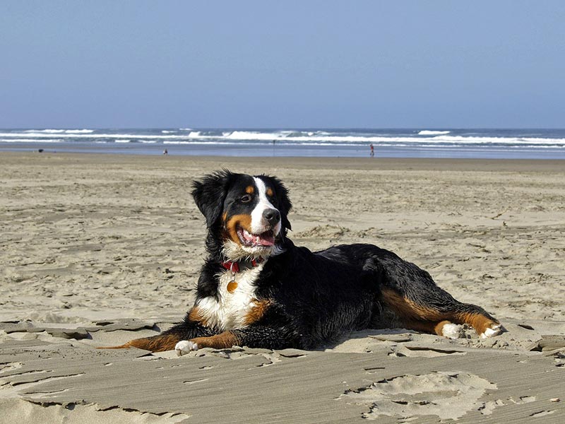 bernese mountain dog at the beach