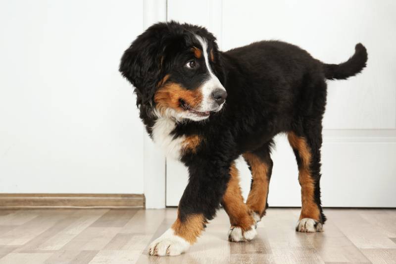 bernese mountain dog looking at the opposite direction
