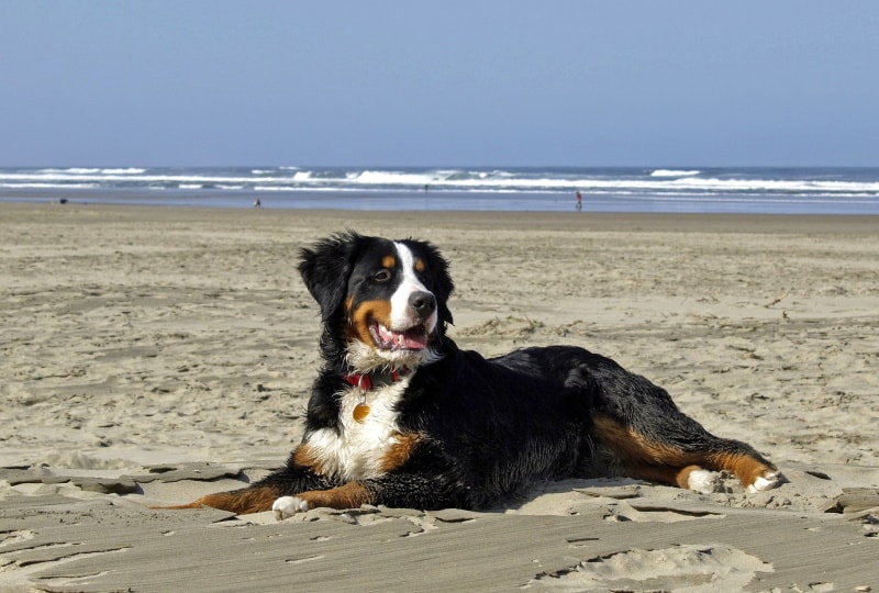 bernese mountain dog lying in the sand