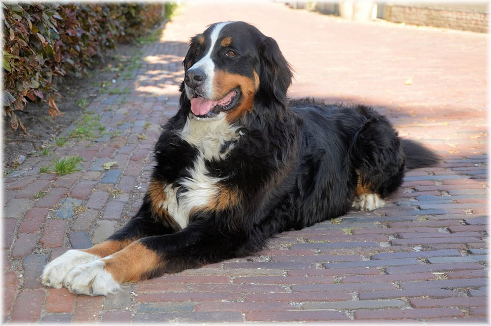 bernese mountain dog lying on the bricked ground