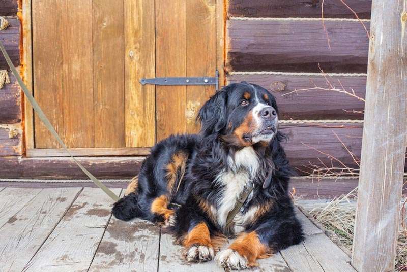 con chó núi bernese trên dây xích và nằm ngoài trời
